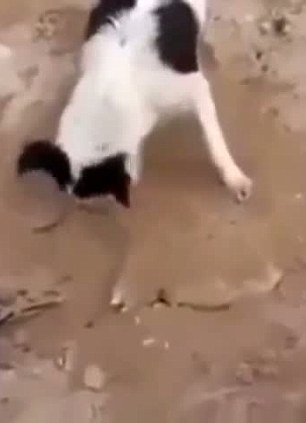 十大外围足球平台app