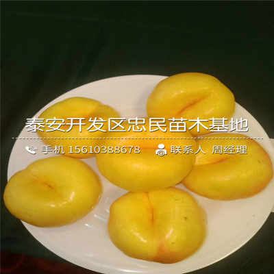 十大外围足球平台app